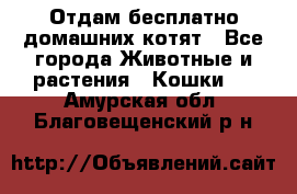 Отдам бесплатно домашних котят - Все города Животные и растения » Кошки   . Амурская обл.,Благовещенский р-н